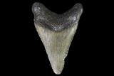 Juvenile Megalodon Tooth - Georgia #101431-1